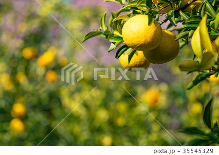 みかんの一種　柑橘系の果物　※種類はよくわかりません　イメージとしてお使いください 35545329
