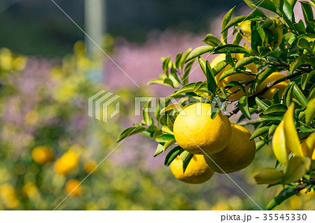 みかんの一種　柑橘系の果物　※種類はよくわかりません　イメージとしてお使いください 35545330