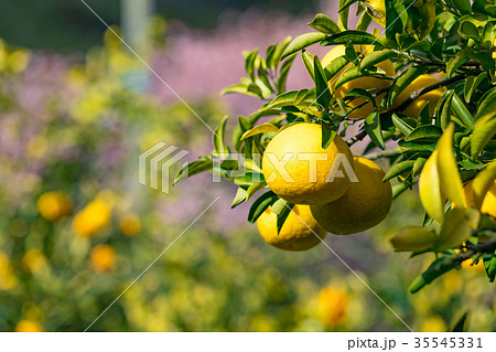 みかんの一種　柑橘系の果物　※種類はよくわかりません　イメージとしてお使いください 35545331