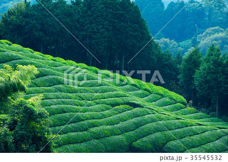 茶畑 35545532
