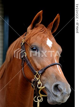 サラブレッド 35545541
