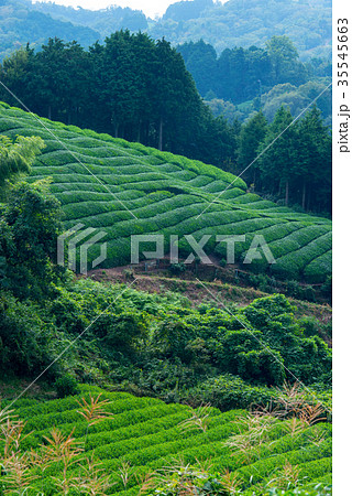 茶畑 35545663