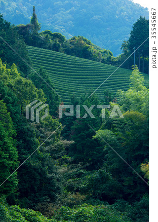 茶畑 35545667