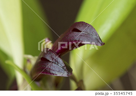 原種洋ランZootrophion atropurpureumの写真 35545745