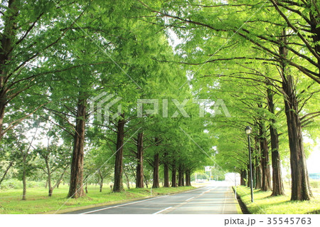夏のメタセコイヤ並木 35545763