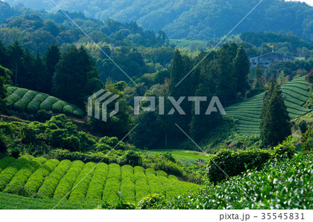 茶畑 茶畑 35545831