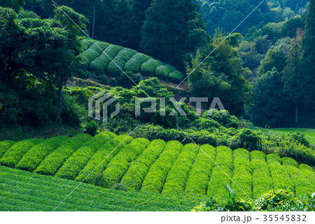 茶畑 35545832