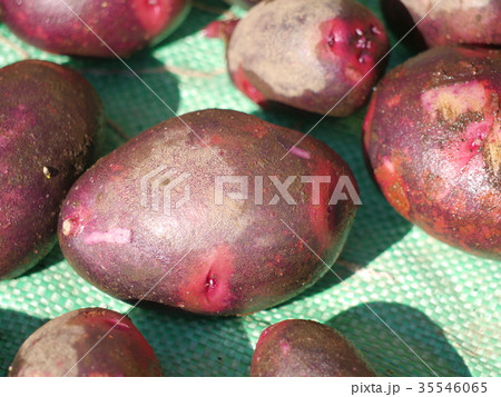 ジャガイモ 35546065