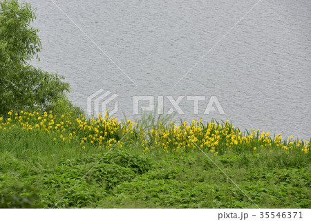 桂川　黄菖蒲 35546371