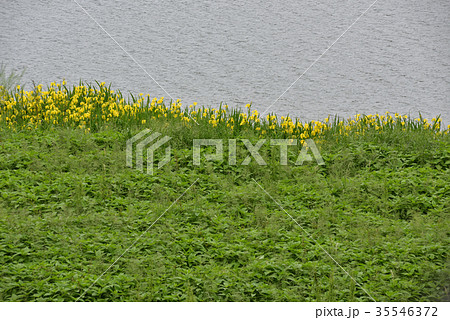 桂川　黄菖蒲 35546372