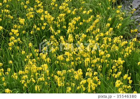桂川 黄菖蒲 桂川 黄菖蒲 35546380