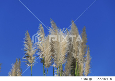 秋晴れパンパスグラス 35546416