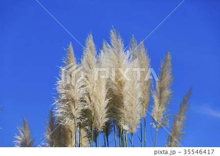 秋晴れパンパスグラス 35546417