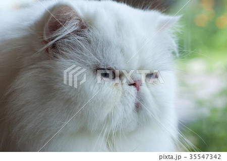 The white cat is staring. 35547342