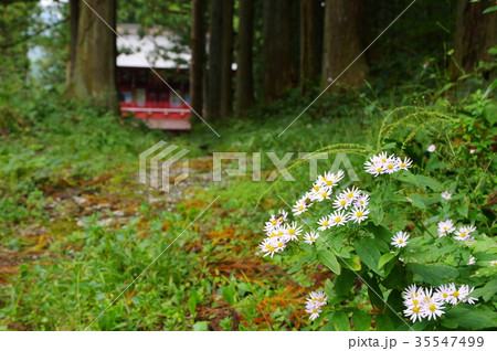 迦葉山弥勒寺山門 迦葉山弥勒寺山門 35547499