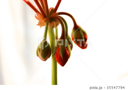 ゼラニウムのつぼみ 35547794