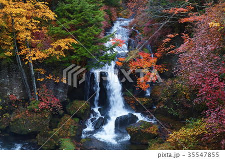 【紅葉見頃】竜頭ノ滝　竜頭の滝（龍頭ノ滝　龍頭の滝）の紅葉（龍頭乃茶屋・観瀑台） 35547855