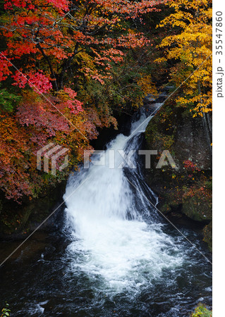 【紅葉見頃】竜頭ノ滝　竜頭の滝（龍頭ノ滝　龍頭の滝）の紅葉（龍頭乃茶屋・観瀑台） 35547860