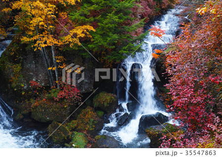 【紅葉見頃】竜頭ノ滝　竜頭の滝（龍頭ノ滝　龍頭の滝）の紅葉（龍頭乃茶屋・観瀑台） 35547863