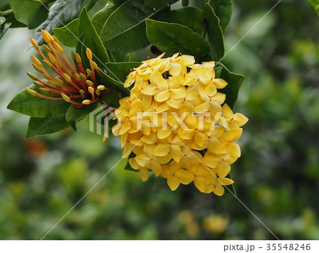 黄色のサンタンカ 黄色のサンタンカ 35548246