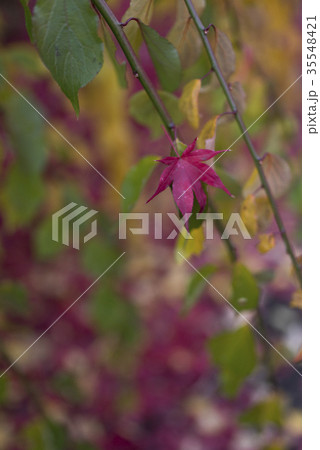 紅葉の森 紅葉の森 35548421