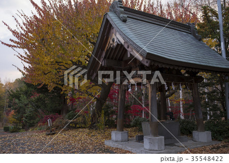 紅葉の森 紅葉の森 35548422
