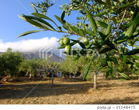 収穫の秋・2017 35548475