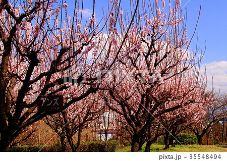 鶴見緑地（大阪市鶴見区）に咲くアンズの花 35548494