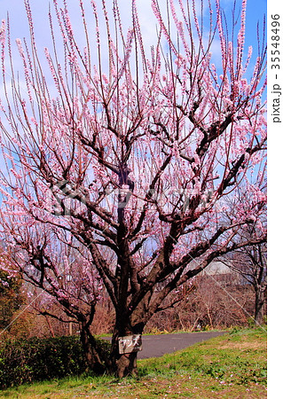 鶴見緑地（大阪市鶴見区）に咲くアンズの花 35548496