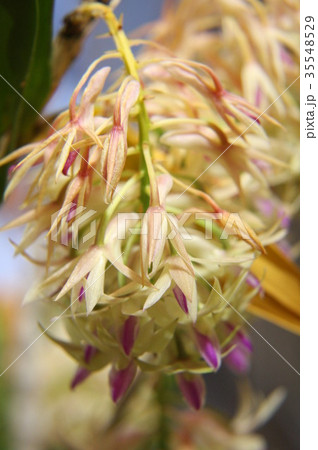 デンドロビューム　アメジストグロッサム 35548529