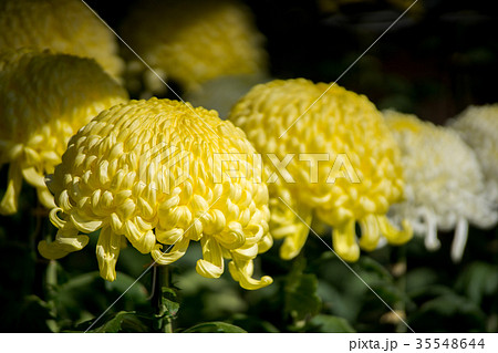 菊花展 菊花展 35548644