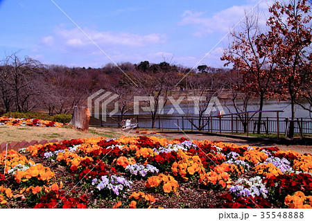 鶴見緑地（大阪市鶴見区）に咲くビオラ 35548888