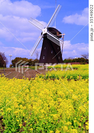 鶴見緑地（大阪市鶴見区）風車の丘に咲く菜の花 35549022
