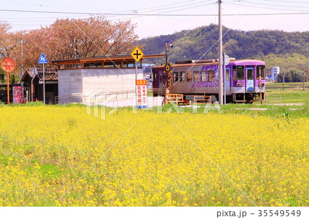 播磨横田駅(北条鉄道 兵庫県加西市)周辺に咲く菜の花 播磨横田駅(北条鉄道 兵庫県加西市)周辺に咲く菜の花 35549549