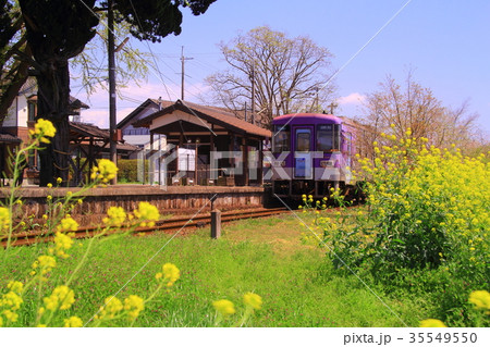 綱引駅（北条鉄道　兵庫県加西市）周辺に咲く菜の花 35549550
