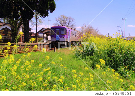 綱引駅(北条鉄道 兵庫県加西市)周辺に咲く菜の花 綱引駅(北条鉄道 兵庫県加西市)周辺に咲く菜の花 35549551