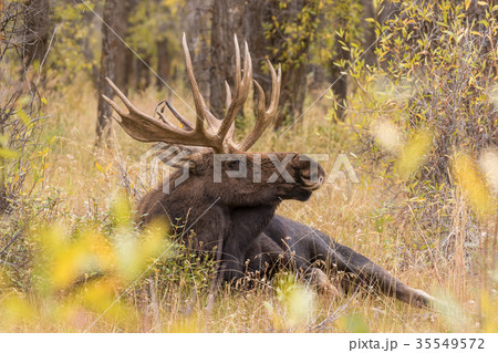 Bull Shiras Moose During the Fall Rut Bull Shiras Moose During the Fall Rut 35549572