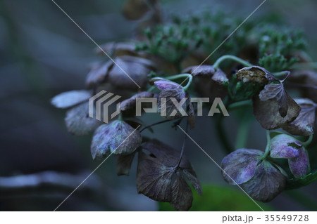 枯れた花 枯れた葉 枯れた花 枯れた葉 35549728