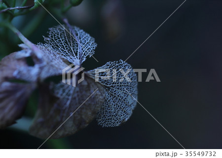 枯れた花 枯れた葉 枯れた花 枯れた葉 35549732