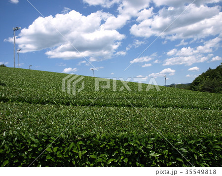 茶畑 35549818