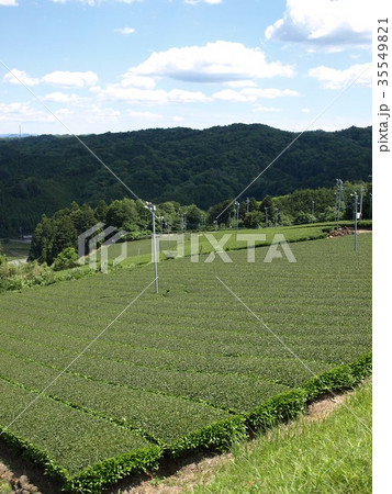 茶畑 35549821