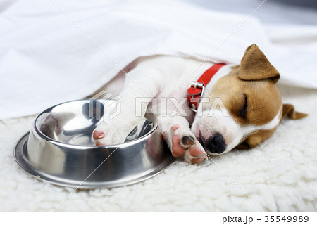 jack russel puppy with steel bowl 35549989