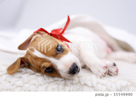 jack russel puppy with red bow 35549990