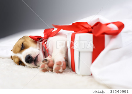 jack russel puppy with red bow 35549991