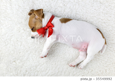 jack russel puppy with red bow 35549992