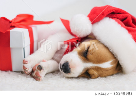 jack russel puppy with red bow 35549993