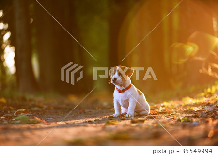jack russel puppy on autumn alley 35549994