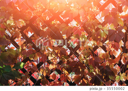 A wooden terrace wall 35550002