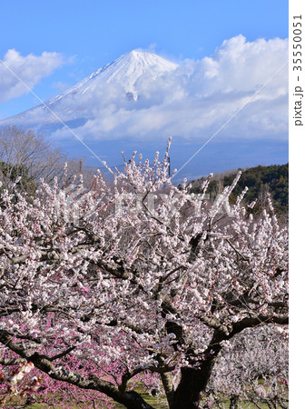 岩本山公園からの風景-223638 35550051
