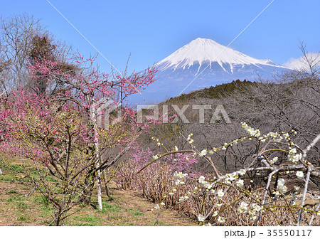 岩本山公園からの春の風景-223576 35550117